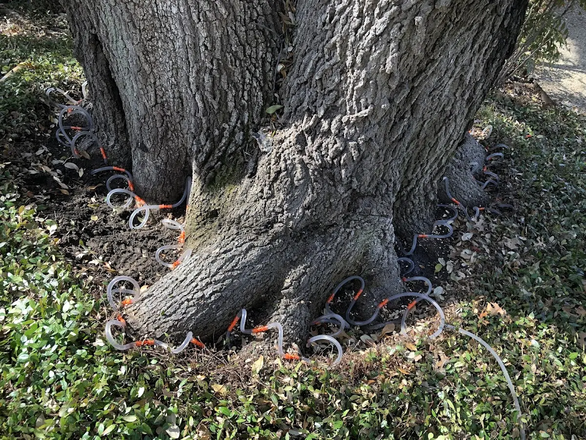 Detailed Tree Cabling and Bracing job site in Williston Park