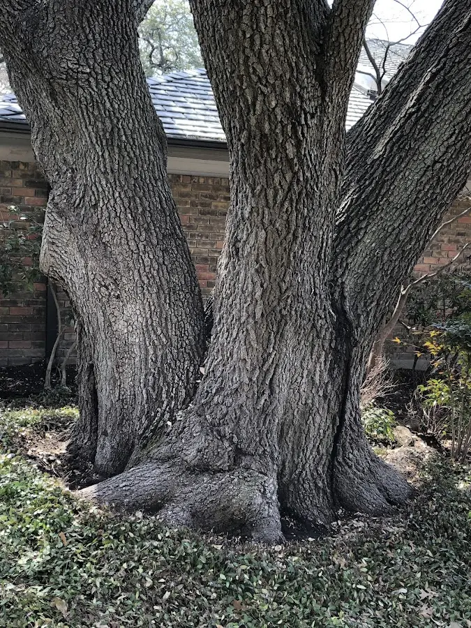 Mature heritage tree close to a Williston Park property cared for by certified arborists